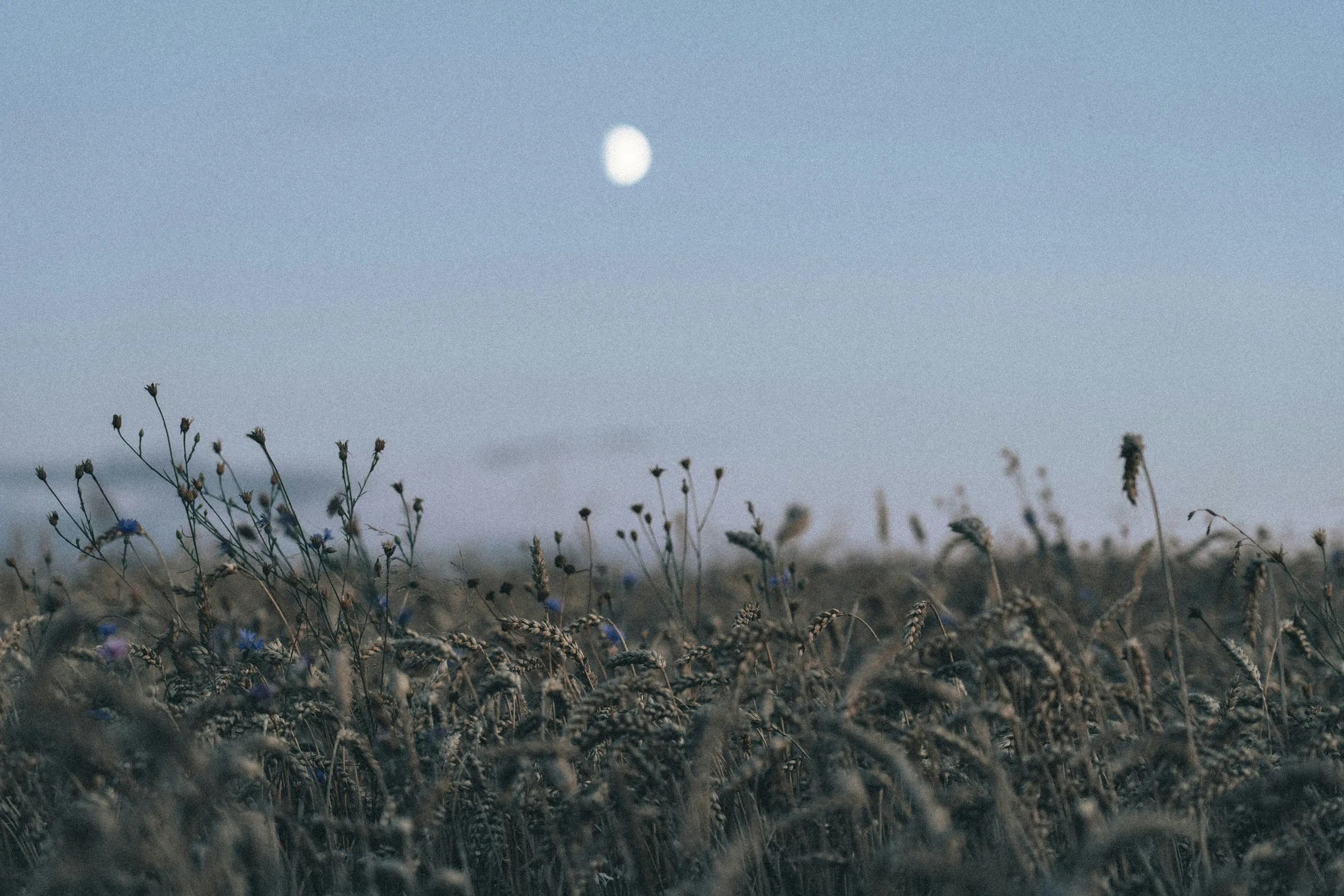 A pale moon over a field of wheat and cornflowers at dusk.
